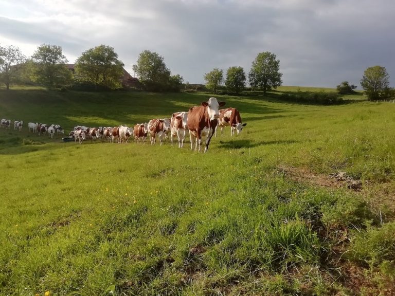C'est une image du troupeau des vaches les unes derrières les autres
